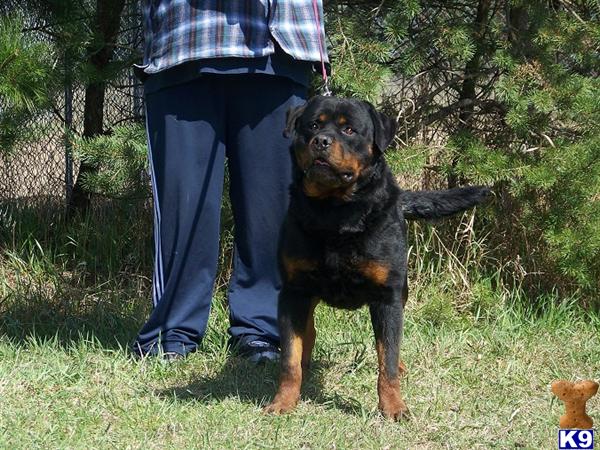 rottweiler puppy posted by dale g